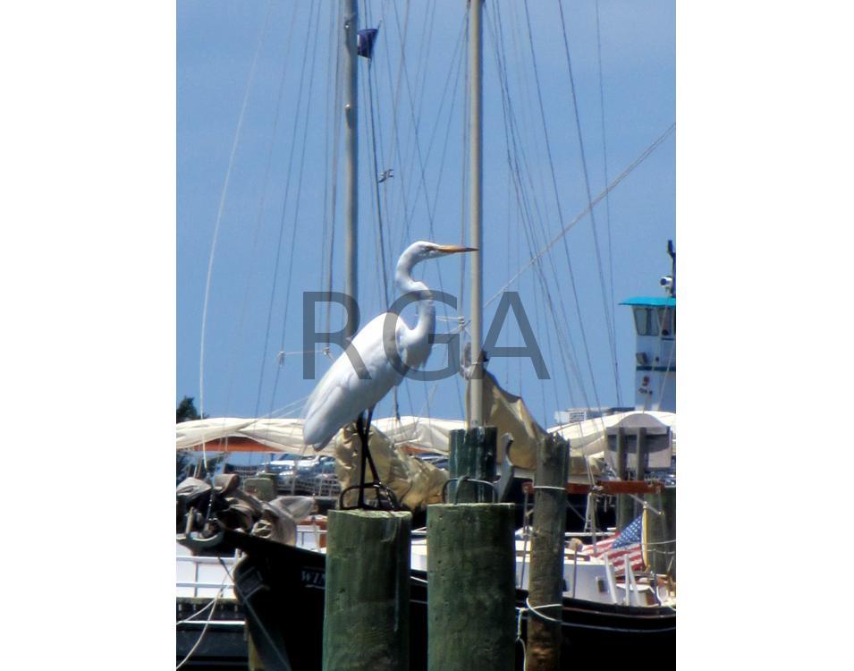 Ocracoke Heron 2